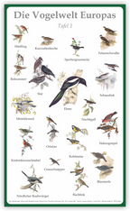 Tafel "Vogelwelt Europas" | Aluverbund | 50 cm x 30 cm